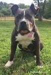 Close up - A blue nose American Bully Pit is sitting in grass and she is looking forward. There is a large tree and a wooden fence in the background.